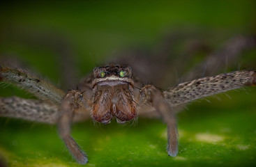 Macro photos of  spiders ,hammerhead,wasp,moth,butterflies,grass hopper,mosquito and other arthropods