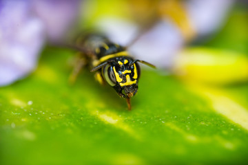 Macro photos of  spiders ,hammerhead,wasp,moth,butterflies,grass hopper,mosquito and other arthropods