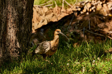 Black-faced Ibis
