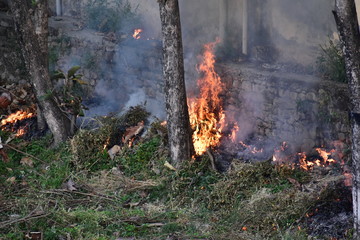 Fire Forest Jungle Nature
