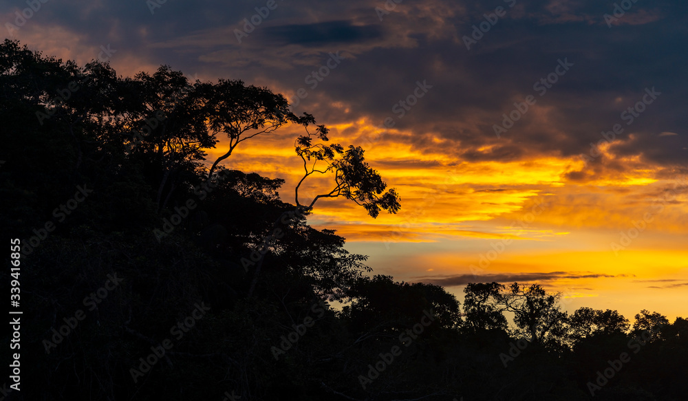 Wall mural Panorama of an Amazon rainforest sunset with the silhouette of the tree canopy, Yasuni national park, Ecuador. - Wall murals