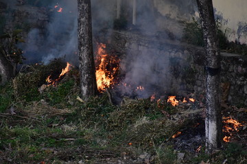 Fire Forest Jungle Nature