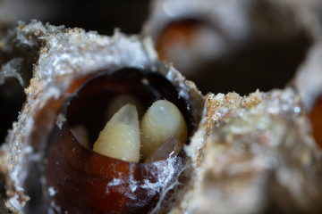 Wasp nest and Egg macro photo