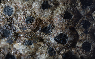 Wasp nest and Egg macro photo