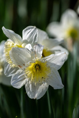 Blooming white narcissus in spring in the garden