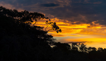 Panorama of an Amazon rainforest sunset with the silhouette of the tree canopy, Yasuni national...