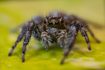 Macro photos of  spiders ,hammerhead,wasp,moth,butterflies,grass hopper,mosquito and other arthropods