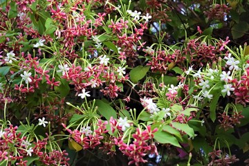 Naklejka premium THE BUNCH OF RED AND WHITE FLOWER WITH GREEN LEAFS HANGING DOWN CREEPER OF RED AND WHITE FLOWER