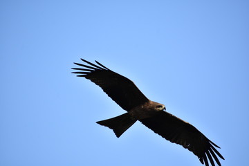 Birds Flying Nature