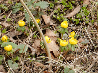 spring bright yellow joyful spring Eranthis on a blurred background of the spring garden
