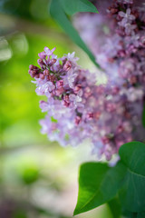Fototapeta na wymiar Branch of blossoming lilac on a sunny day