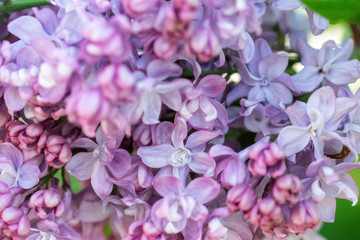 Fototapeta na wymiar Branch of blossoming lilac on a sunny day
