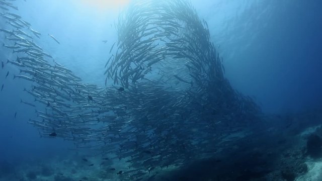 School of barracuda in cyclone movement