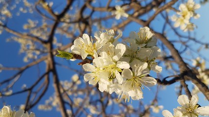White flowers bloomed in a tree branch with other branches and blue sky in the background.