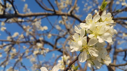 White flowers bloomed in a tree branch with other branches and blue sky in the background.
