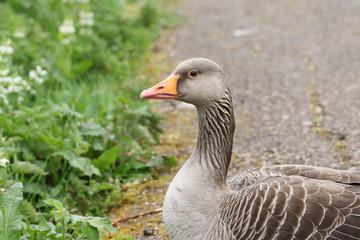 A pretty Greylag Goose, Anser anser, sitting on the bank of a river in spring.