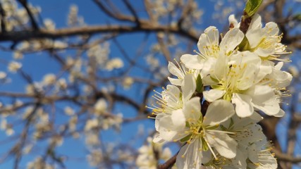 White flowers bloomed in a tree branch with other branches and blue sky in the background.