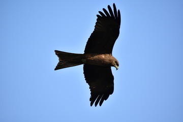 Birds Flying Nature