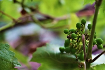 small growing grapes on grape creeper