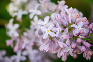 Branch of blossoming lilac on a sunny day