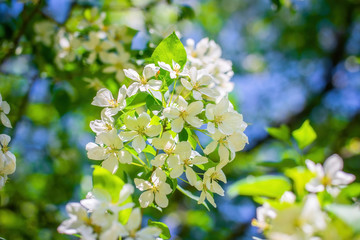 Branch of a blossoming apple tree