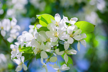 Branch of a blossoming apple tree