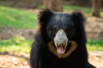 Sloth bear