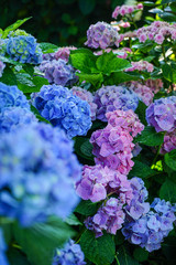 大阪府大阪市此花区 ホテル・ロッジ舞洲の「森のガーデンとあじさい」