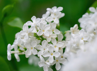 Branch of blossoming white lilac on a sunny day