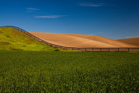 Rolling wheat fields in springtime in the Palouse area of Washington state