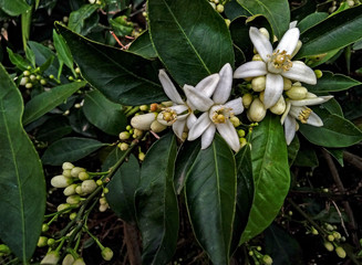 close up of citrus flowers