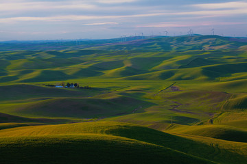 Fototapeta premium Rolling green wheatfields in springtime in the Palouse area of Washington state
