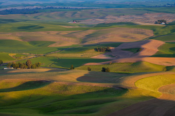 Rolling wheat fields in springtime in the Palouse area of Washington state

