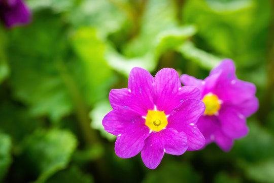 Spring violet flower primrose closeup.