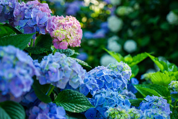 大阪府大阪市此花区 ホテル・ロッジ舞洲の「森のガーデンとあじさい」