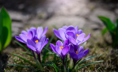 Fresh flowers of purple crocus in spring.