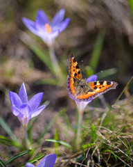 Orange butterfly on a flower of purple crocus