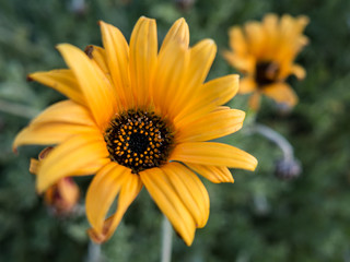 Beautiful yellow petal flowers, in garden with green herbs
