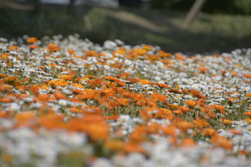 公園のオレンジと白の花