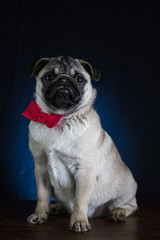 Мопс, песик, щенок, добрый, красивый