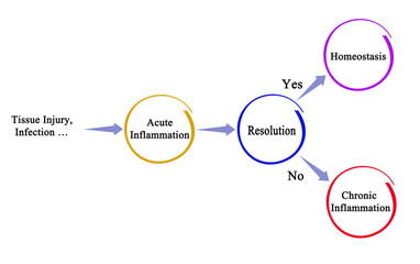 Two ways of resolution of acute inflamation