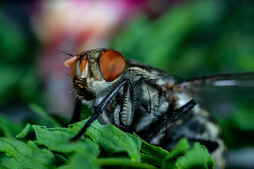 house fly  compound eyes macro photo