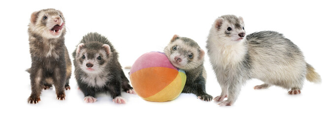 ferrets in studio