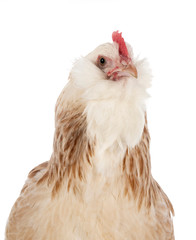 Faverolles chicken in studio