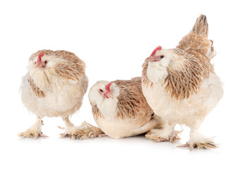 Faverolles chicken in studio