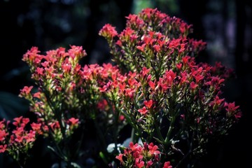 flowers in the garden