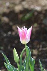 Obraz premium チューリップの花