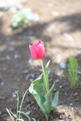 チューリップの花