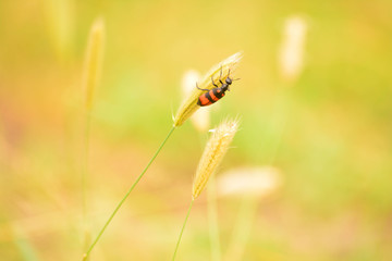 bee on a flower