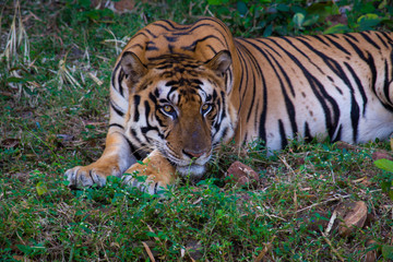 tiger in the grass